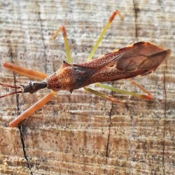 Nagusta goedelii
